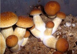 Buy Magic Mushrooms In New Zealand - Magic Mushrooms NZ for sale near me