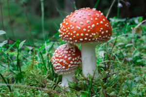 buy magic mushroom near me in Auckland NZ